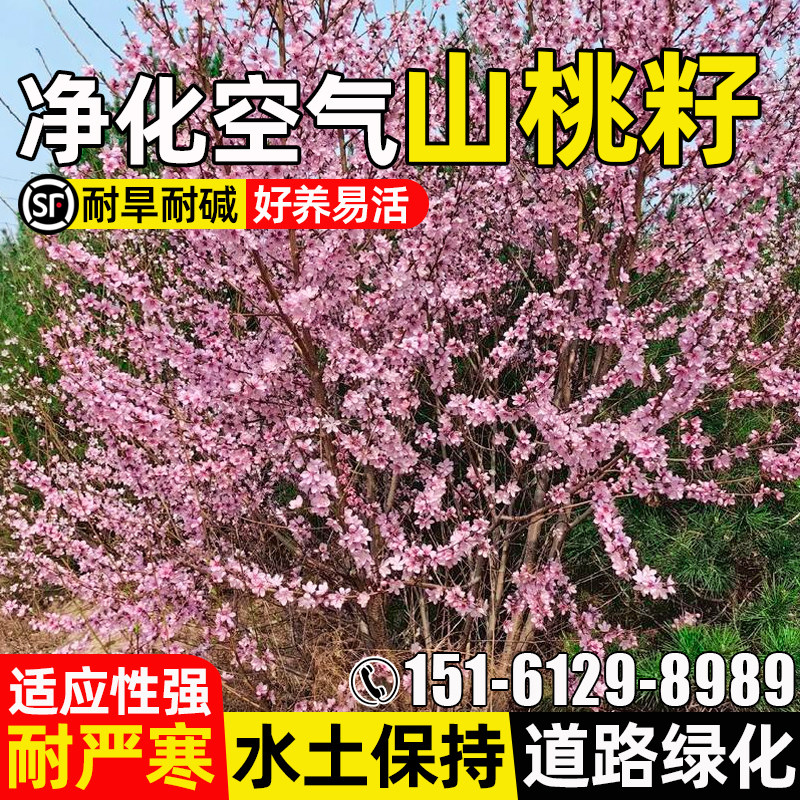 山桃树种子多年生护坡固土草籽水土保持道路景观绿化耐旱灌木种籽