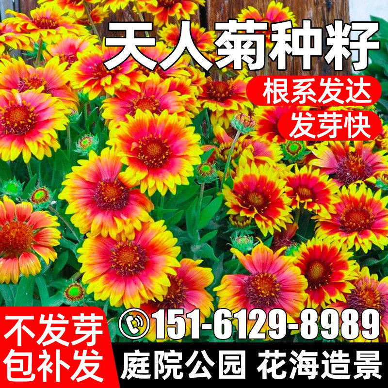 大花天人菊种子四季种植公园庭院别墅花海景区花籽野花组合花种籽