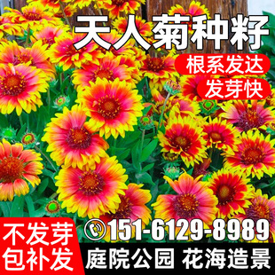 大花天人菊种子四季种植公园庭院别墅花海景区花籽野花组合花种籽