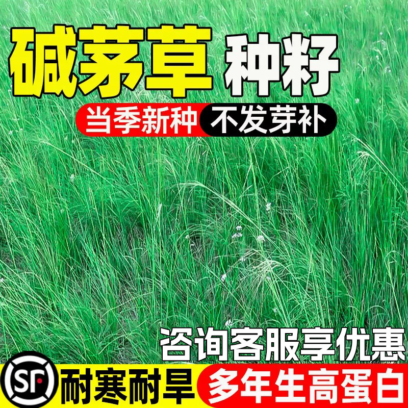 碱茅草种子耐旱耐盐旱多年生牧草种籽畜牧养殖高蛋白四季高产草籽