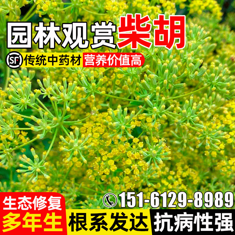 柴胡地熏种子园林绿化观赏多年生