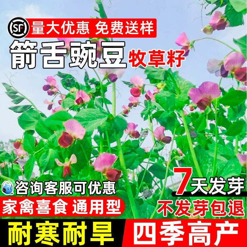 箭舌豌豆四季高产高蛋白畜牧养殖