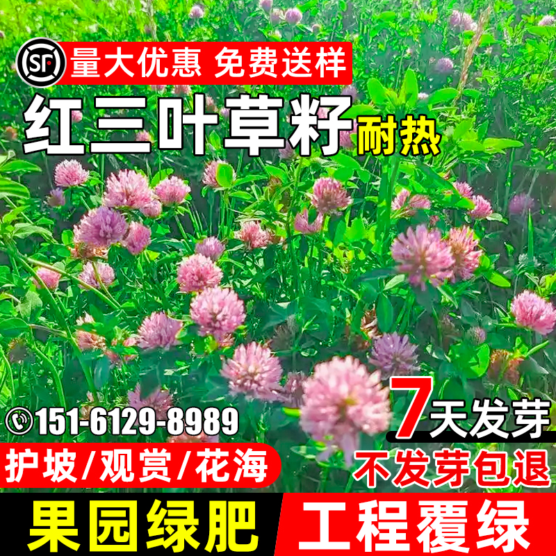 红三叶草种子护坡固土草籽工程复绿果园绿肥蜜源固氮白三叶草种籽