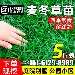 日本矮麦冬草玉龙草苗四季常青细叶麦冬苗庭院别墅公园道路沿阶草