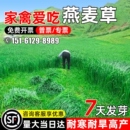 燕麦草种籽畜牧养殖牧草耐寒耐旱四季 高产家禽喜食高蛋白牧草种子