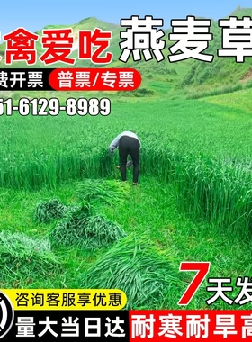 燕麦草种籽畜牧养殖牧草耐寒耐旱四季高产家禽喜食高蛋白牧草种子