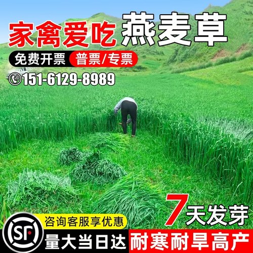 燕麦种子进口畜牧高产牧草绿肥草