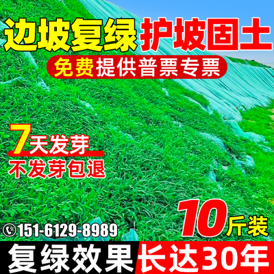 四季青草坪草籽耐寒耐寒草种子