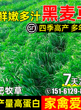 黑麦草种籽四季高产牧草种子高蛋白畜牧养殖鲜嫩多汁耐寒耐旱草籽