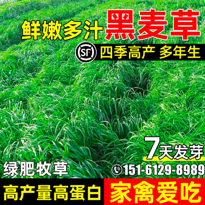 黑麦草种子耐寒牧草四季青多年生