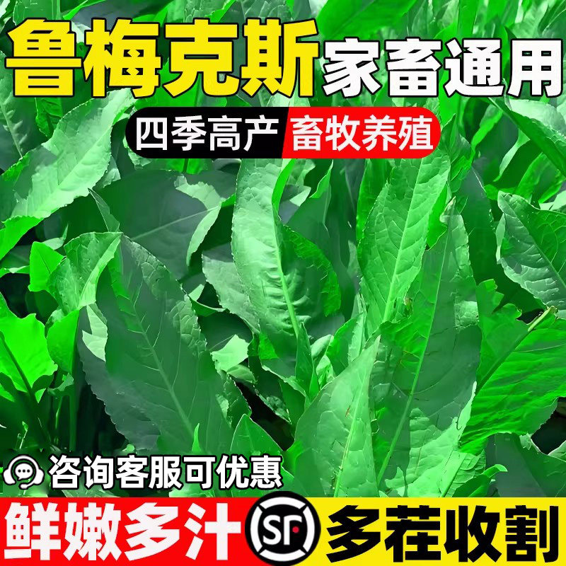鲁梅克斯种子四季高产高蛋白畜牧