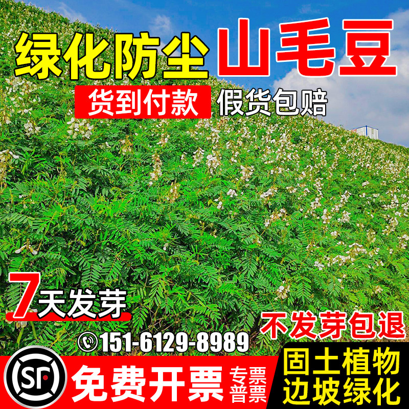 山毛豆种子护坡固土荒山造林灌木