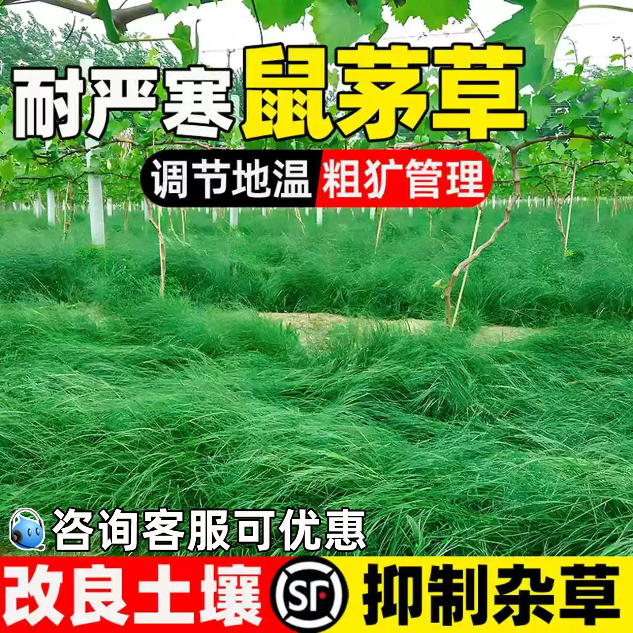 鼠茅草种子果园绿肥抑制杂草绿肥