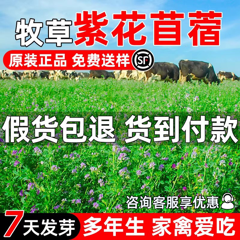 紫花苜蓿种子四季高产多年生高蛋白牧草种籽畜牧养殖家禽喜食草籽