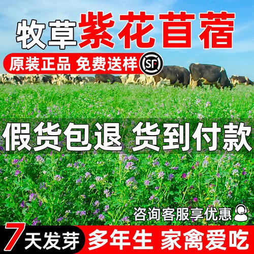进口紫花苜蓿多年生苜蓿草四季青