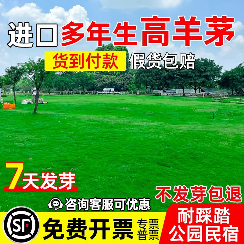 高羊茅四季常青公园民宿草坪种子图片