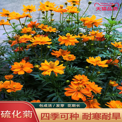 硫化菊花籽四季耐贫瘠花种子