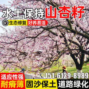 山杏树种子耐旱耐贫瘠园林绿化景观灌木种籽水土保持道路公园绿化