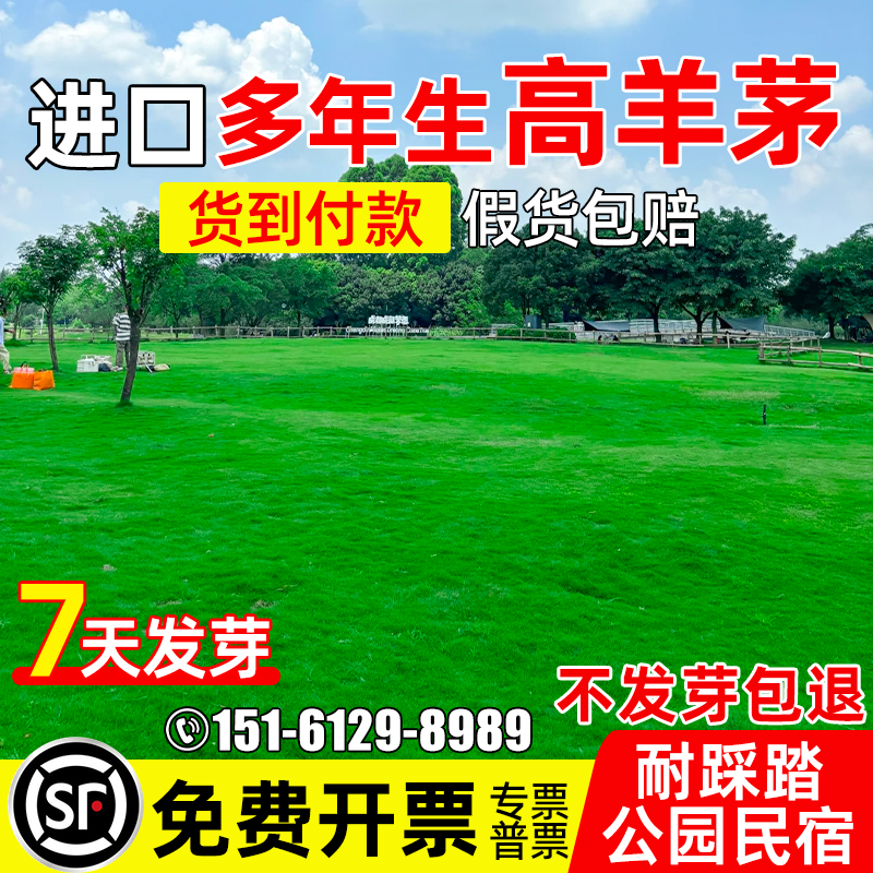高羊茅四季常青公园民宿草坪种子