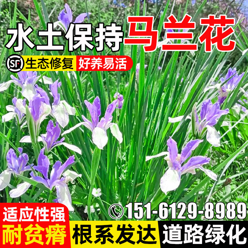 马莲道路公园绿化水土保持花种籽