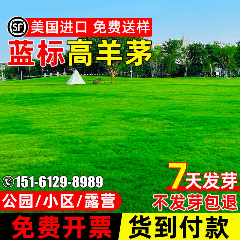 高羊茅草籽四季青小区绿化免修剪