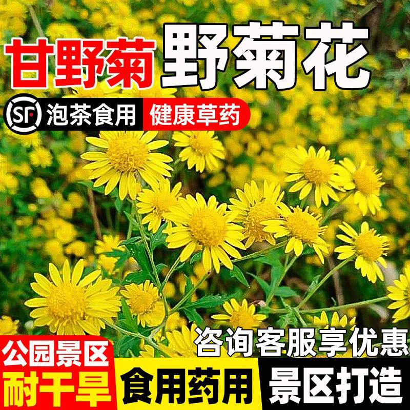 野菊花种子公园景区花海园林景观