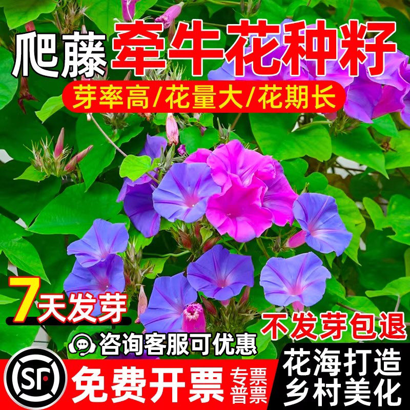 牵牛花种子喇叭花四季播种道路美化爬藤爬墙植物花籽花海景观种籽