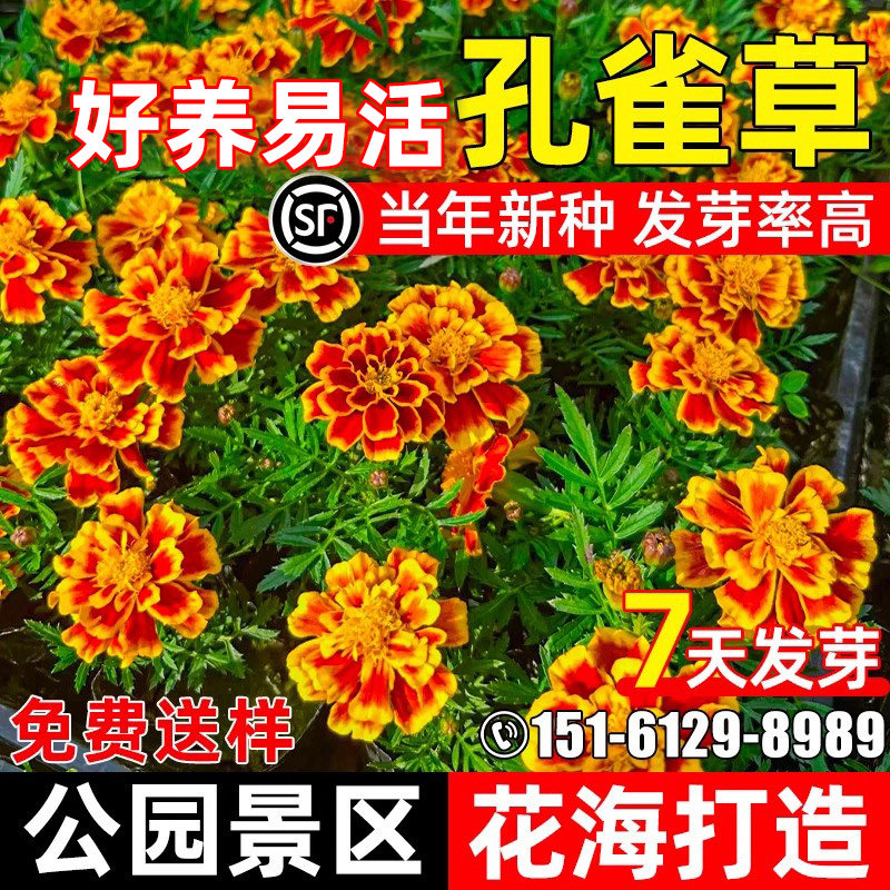 孔雀草花籽耐寒耐旱野花组合花海