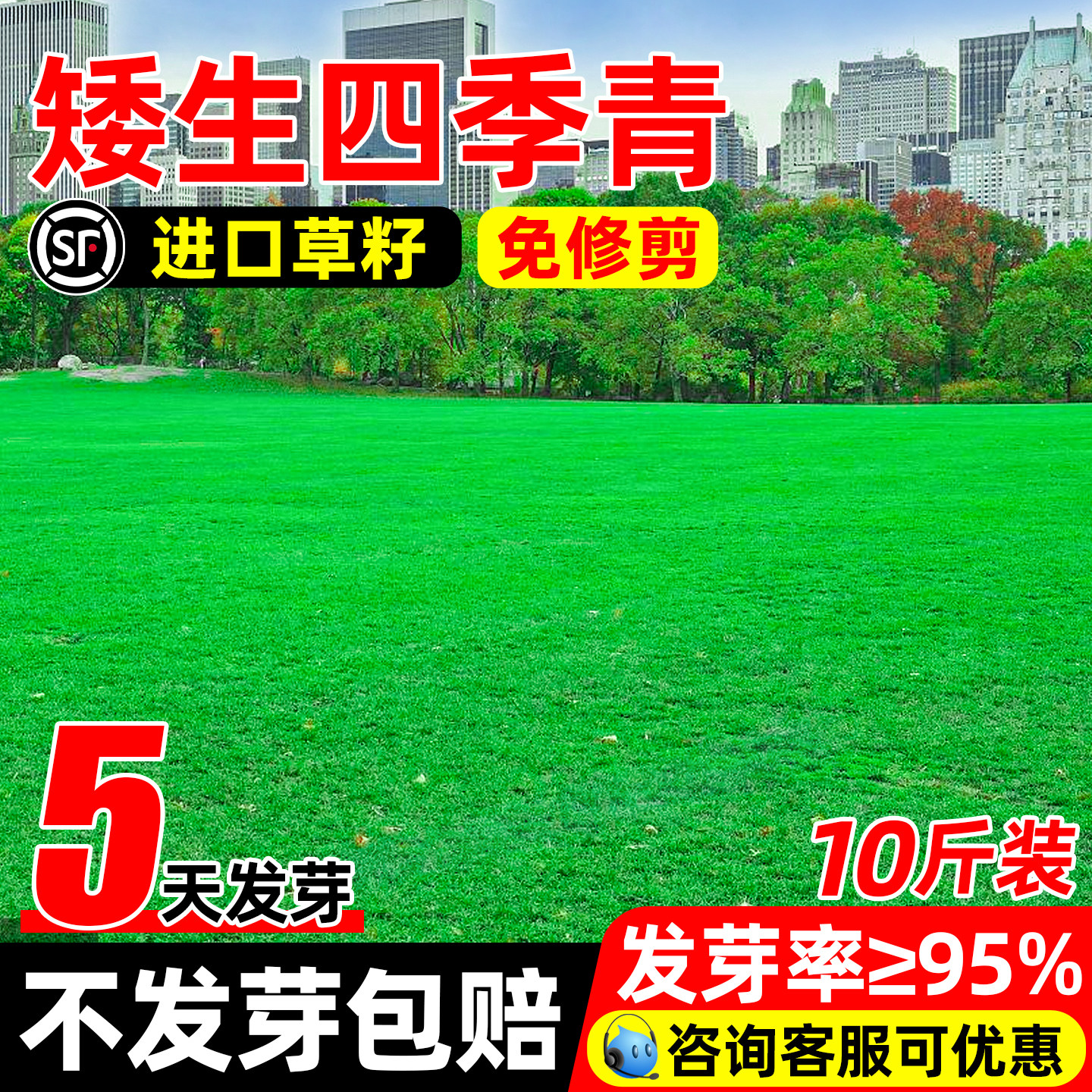 矮生四季青草种子四季常青绿化草