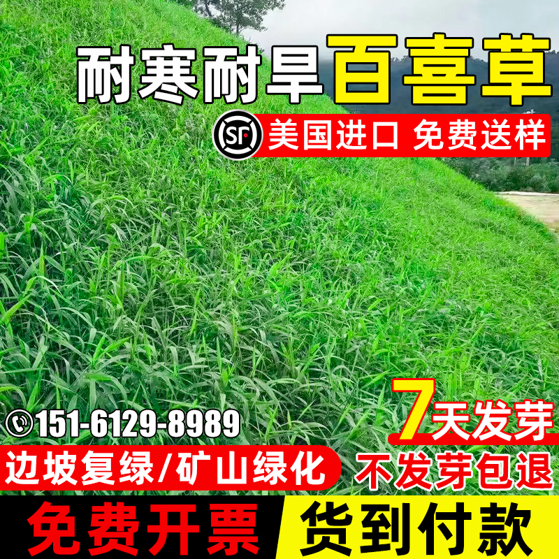 百喜草草籽耐寒耐旱边坡复绿宽叶雀稗草种耐高温矿山绿化草坪种子