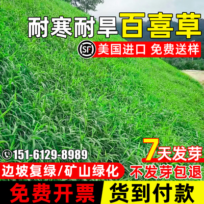 百喜草草籽护坡固土护坡绿化耐旱