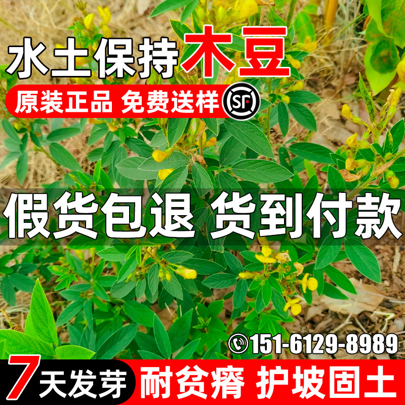 木豆多年生护坡固土生态修复绿化