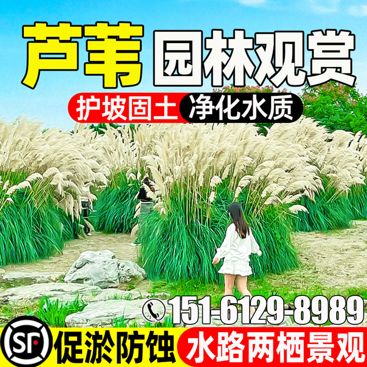 芦苇种子公园景区美化水生宿根草