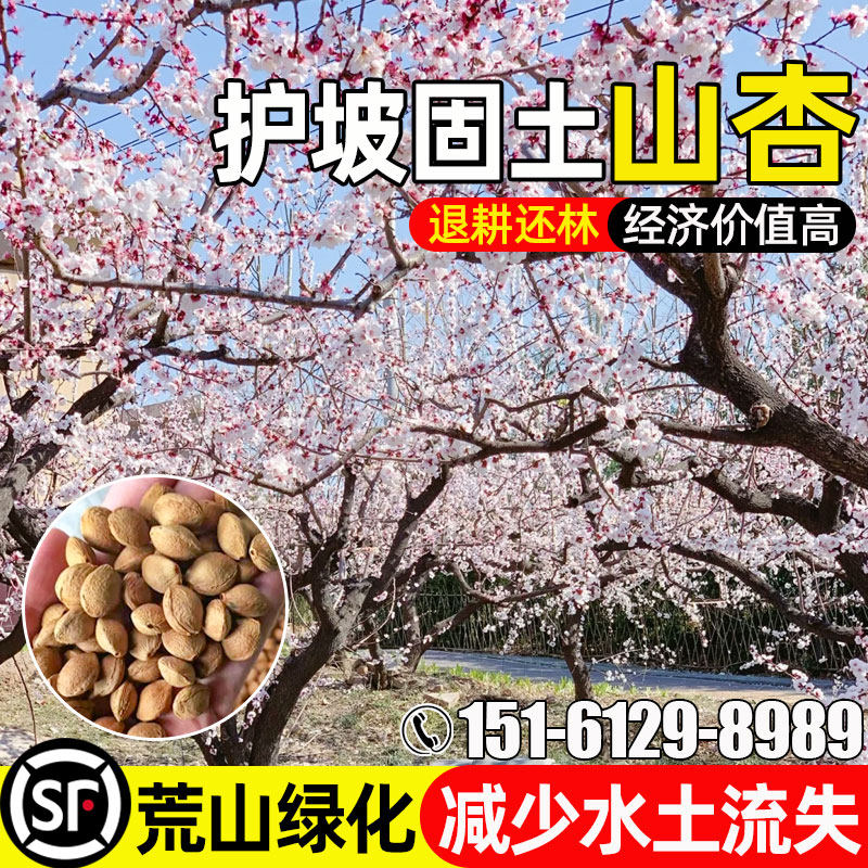 山杏种子多年生护坡固土草籽荒山复绿人工造林水土保持灌木草种籽