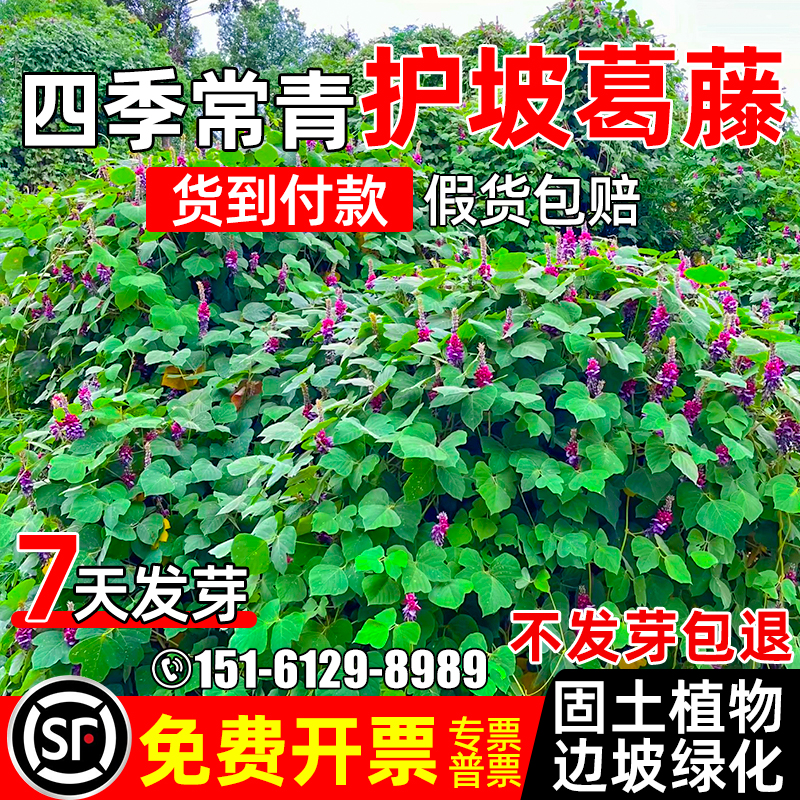 葛藤种子爬藤矿山复绿绿化植物