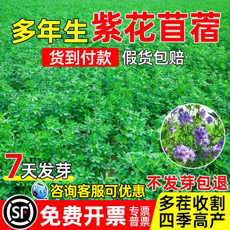 紫花苜蓿大叶牧草多年生牧草食用图片
