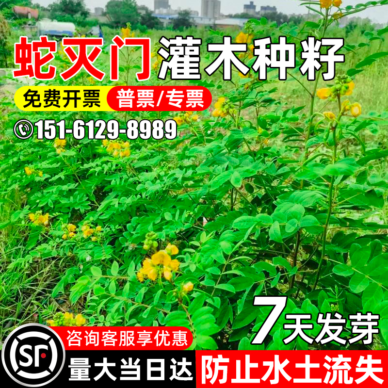 蛇灭门种子灌木树种四季种植驱蛇