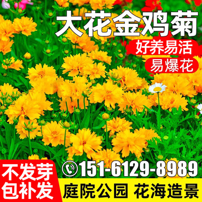 大花金鸡菊庭院公园花海绿化花籽