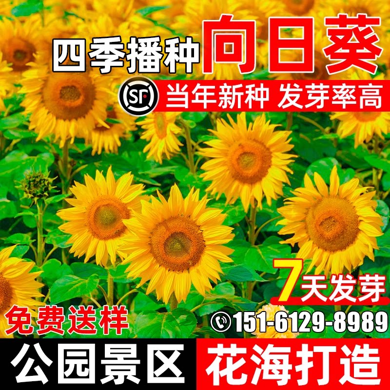 向日葵花籽耐寒耐旱公园景区花海打造花种籽高杆食用观赏花卉种子