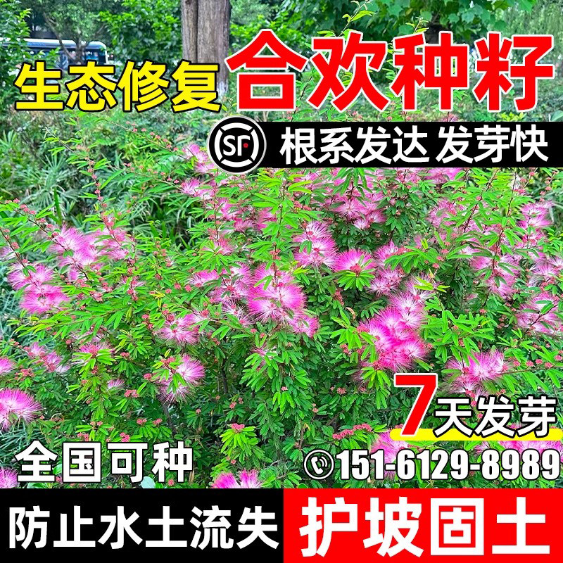 灌木绿化合欢种子银合欢四季种植