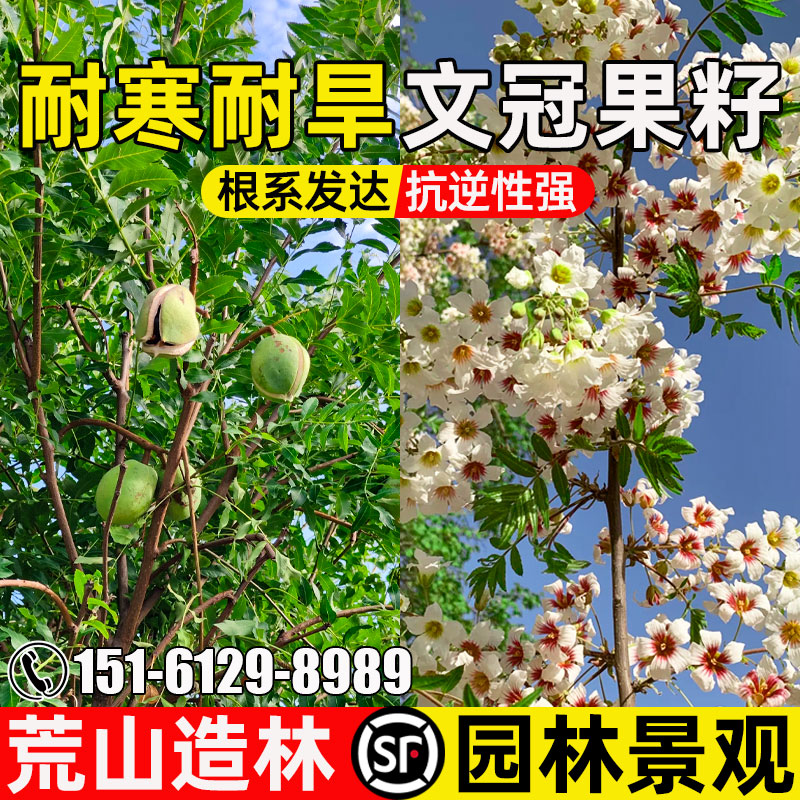 文冠果荒山复绿人工造林绿化景观