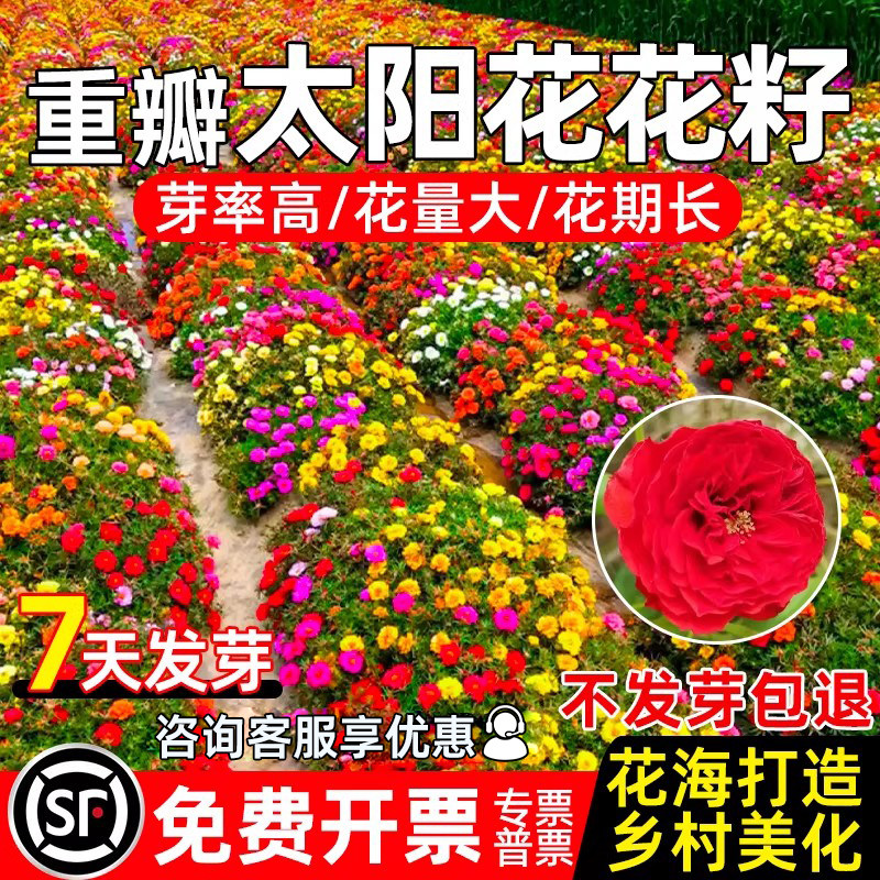 重瓣太阳花种子耐寒耐旱室外盆栽花卉种籽乡村美化花海植物花种籽