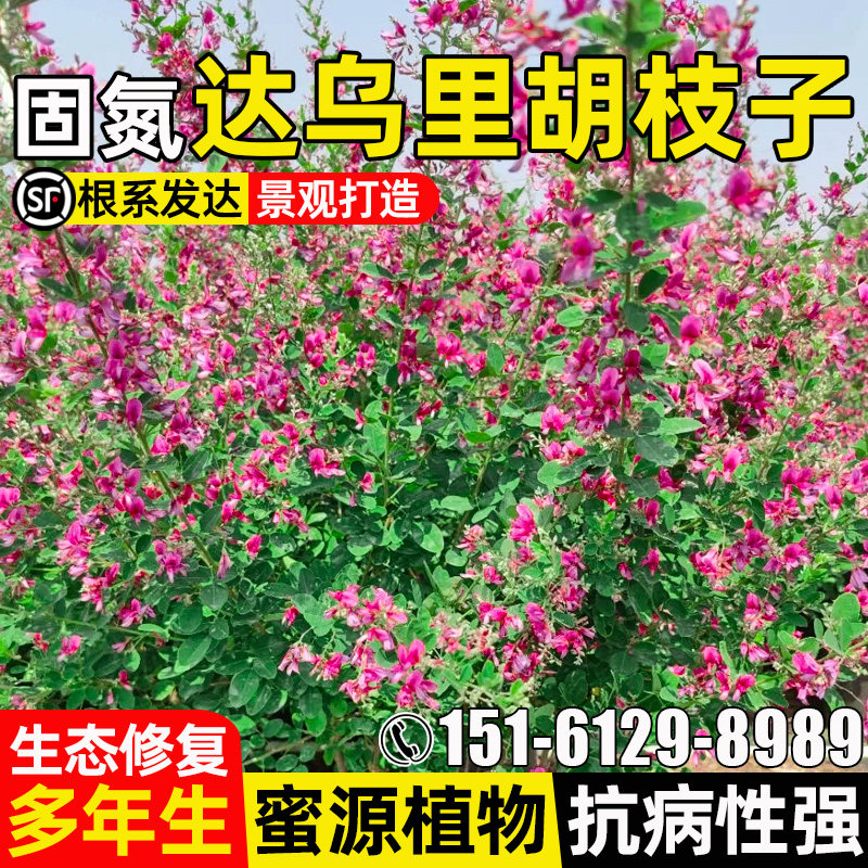达乌里胡枝子种子多年生护坡固土