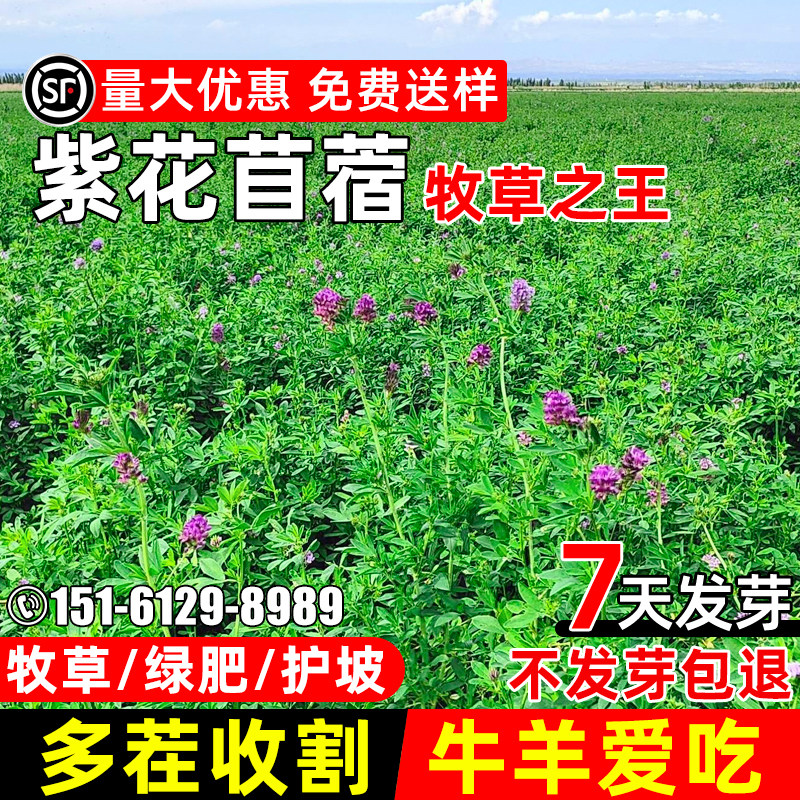 紫花苜蓿多年生牧草大叶牧草高产
