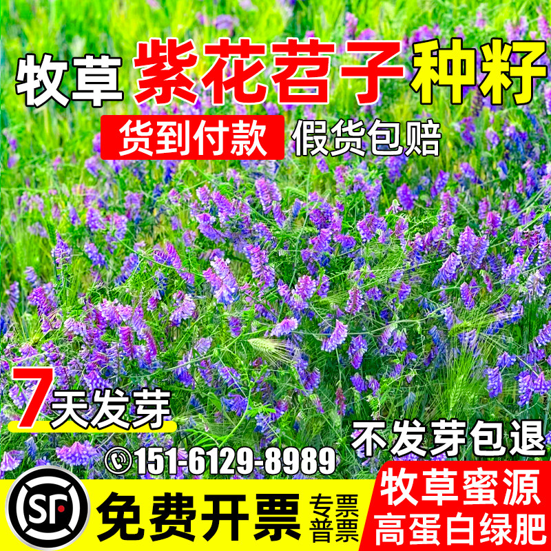 毛苕子野豌豆果园绿肥多年生