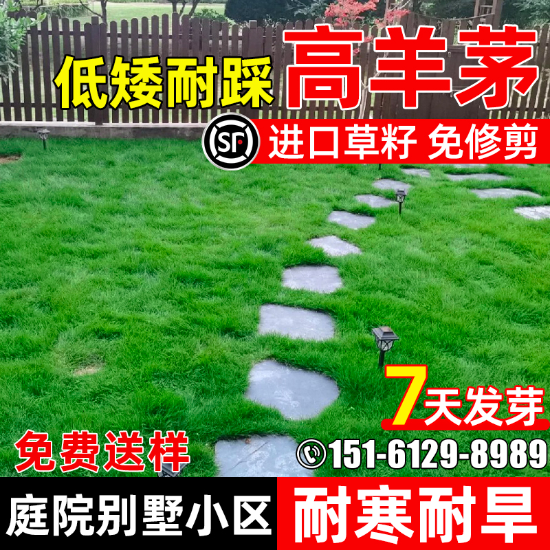 草坪草籽高羊茅庭院绿化耐践踏