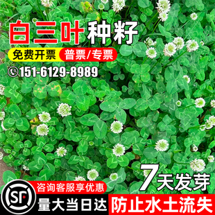 白三叶草种籽耐寒耐旱白车轴草种子生态修复水土保持护坡绿化草籽