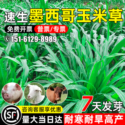 玉米草耐旱耐寒四季高产畜牧养殖