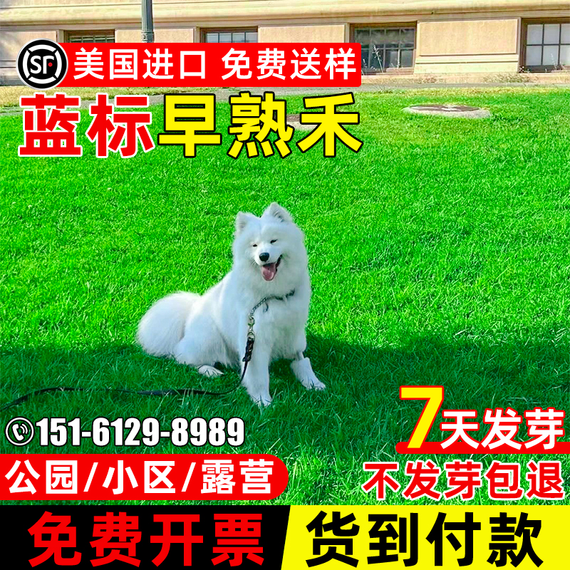 草坪草籽免修剪早熟禾公园小区