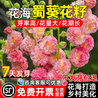 重瓣蜀葵花籽多年生乡村美化花海